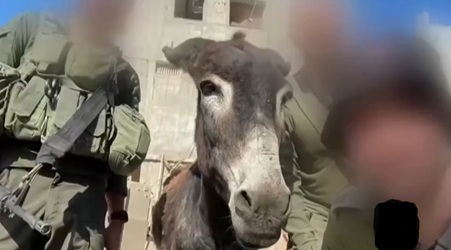 Tentara Zionis Israel Curi Ratusan Keledai dari Jalur Gaza dan Mengangkutnya ke Prancis